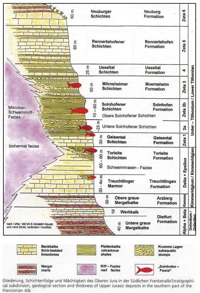 Bild 1-3, Stratigraphie.jpg (101569 Byte)