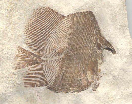 Eomesodon Fossilien aus den Solnhofener Plattenkalken / Galerie / Fische